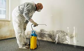 Best Mold Odor Removal Services  in Fort Bragg, CA